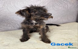 Australian Labradoodle dogs for sale: Australian Labradoodle × Fox Terrier Puppies - Image 22