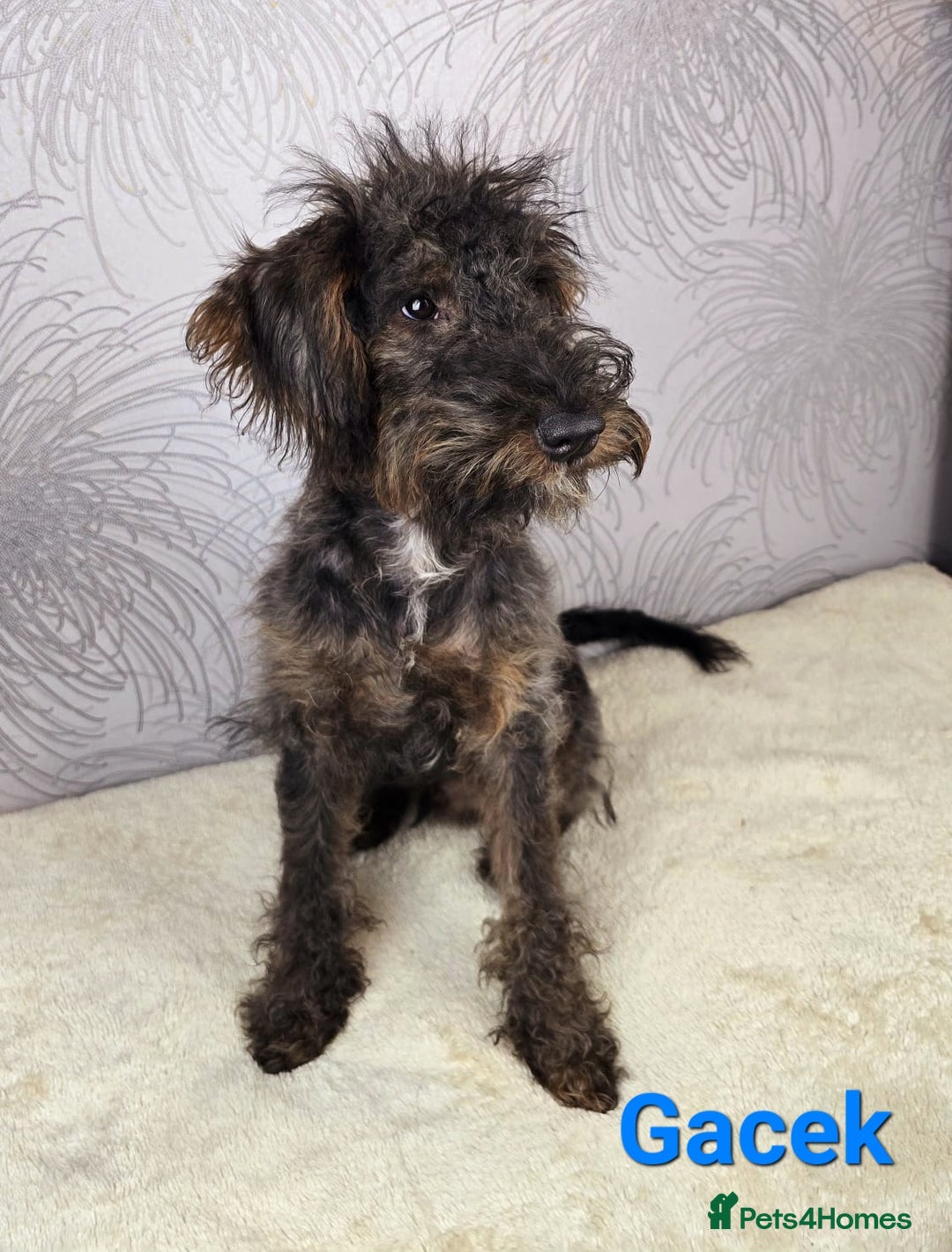 Australian Labradoodle dogs for sale: Australian Labradoodle × Fox Terrier Puppies - Image 22