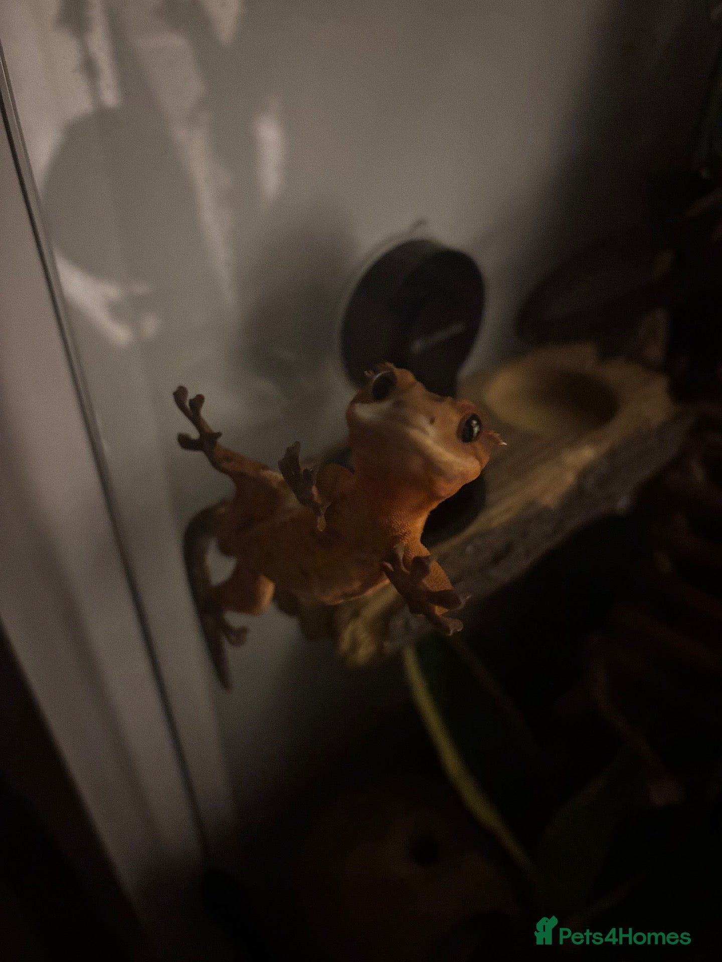 Gecko reptiles Female Crested Gecko for sale  - Advert 16