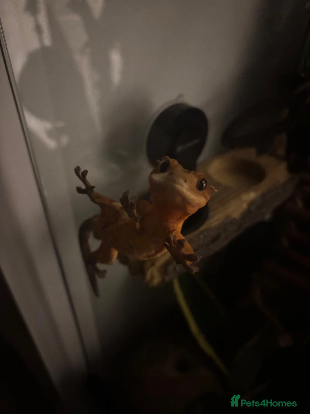 Gecko reptiles for sale: Female Crested Gecko for sale  - Advert 1