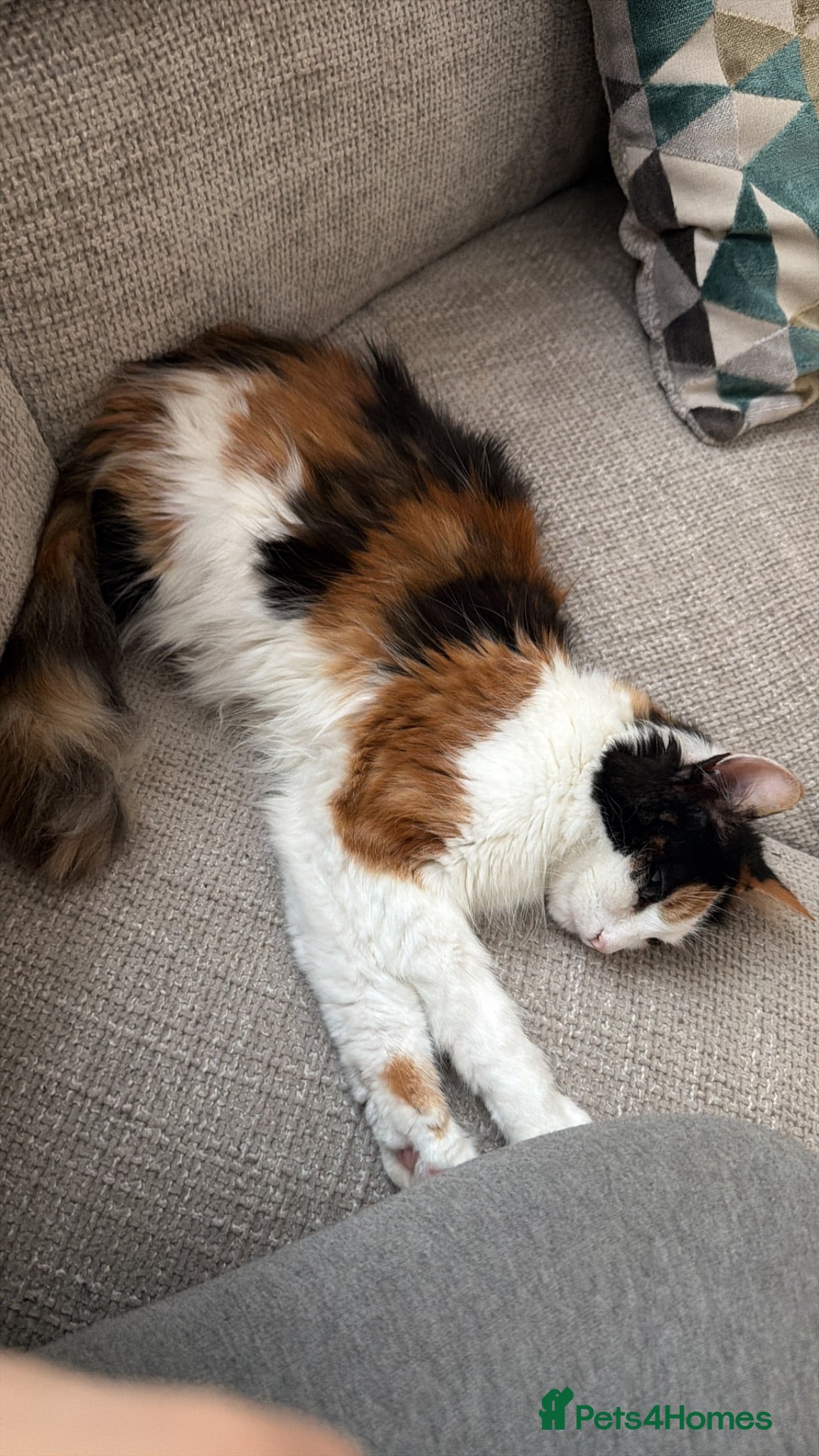 British Longhair cats Stunning Cream male kitten - Advert 1