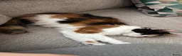 British Longhair cats for sale: Stunning Cream male kitten - Advert 1