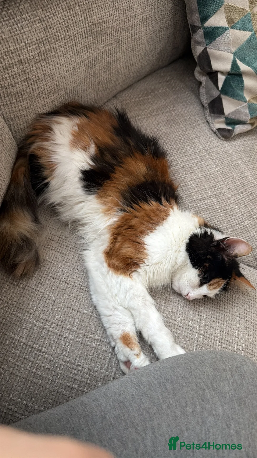 British Longhair cats for sale: Stunning Cream male kitten - Advert 1
