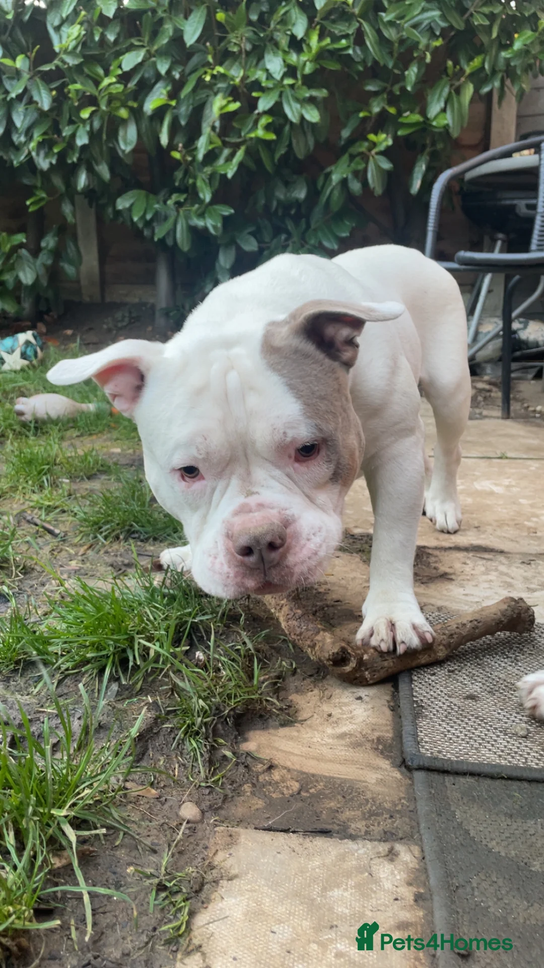 Miniature Bull terrier dogs for sale: Two gorgeous dogs need a good home  - Advert 2