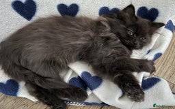 Turkish Van cats for sale: Beautiful kittens ready for loving new homes - Image 17