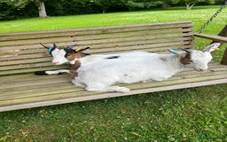 Goats livestock for sale: 2 Pygmy Wethers for sale - Image 4