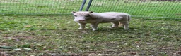 Shetland pony horses for sale: Shetland foals in Romsey - Advert 8