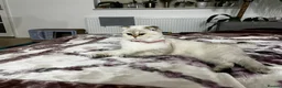 British Shorthair cats for sale: British shorthair Enzo and Misty - Advert 5