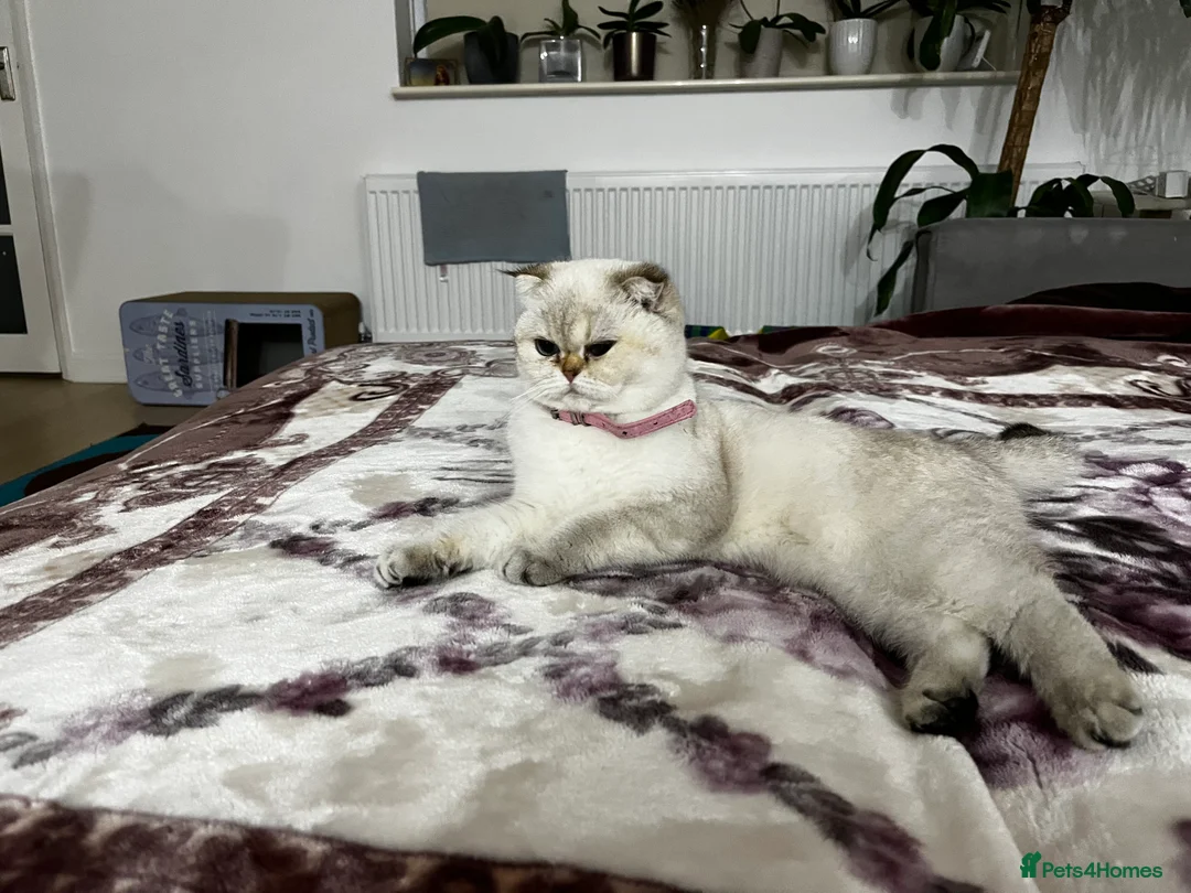 British Shorthair cats for sale: British shorthair Enzo and Misty - Advert 5