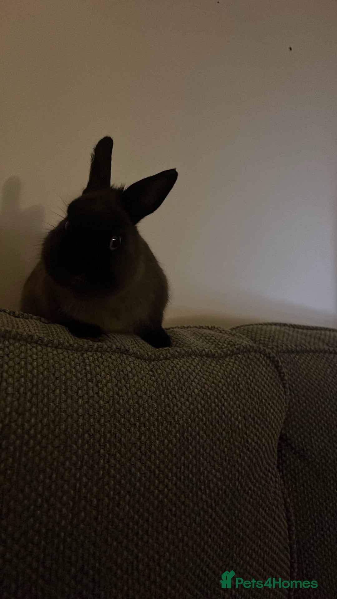 Lionhead rabbits for sale: Brown Havana Rabbit 4 months old - Advert 3