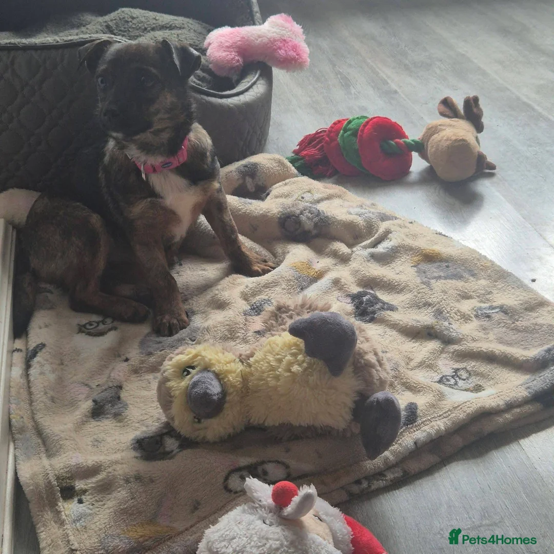 Mixed Breed dogs for adoption: Shy Shiloh - Advert 5