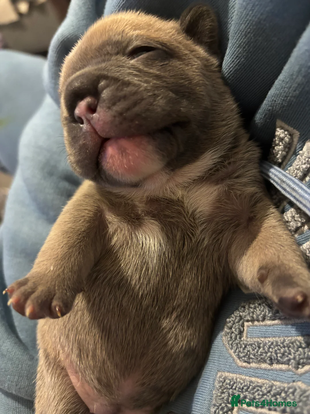 French Bulldog dogs for sale: French bulldog puppies  - Advert 12