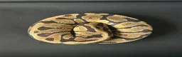 Python Snake reptiles for sale: Royal Python Male Spotnose, Fire, Het Clown - Advert 2
