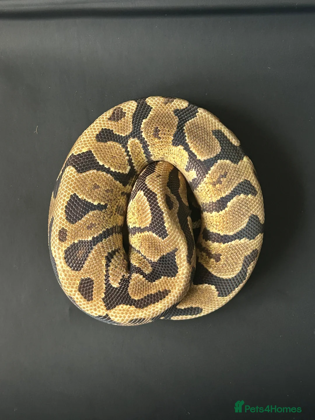 Python Snake reptiles for sale: Royal Python Male Spotnose, Fire, Het Clown - Advert 2