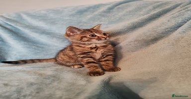 Mixed Breed cats - Advert 12