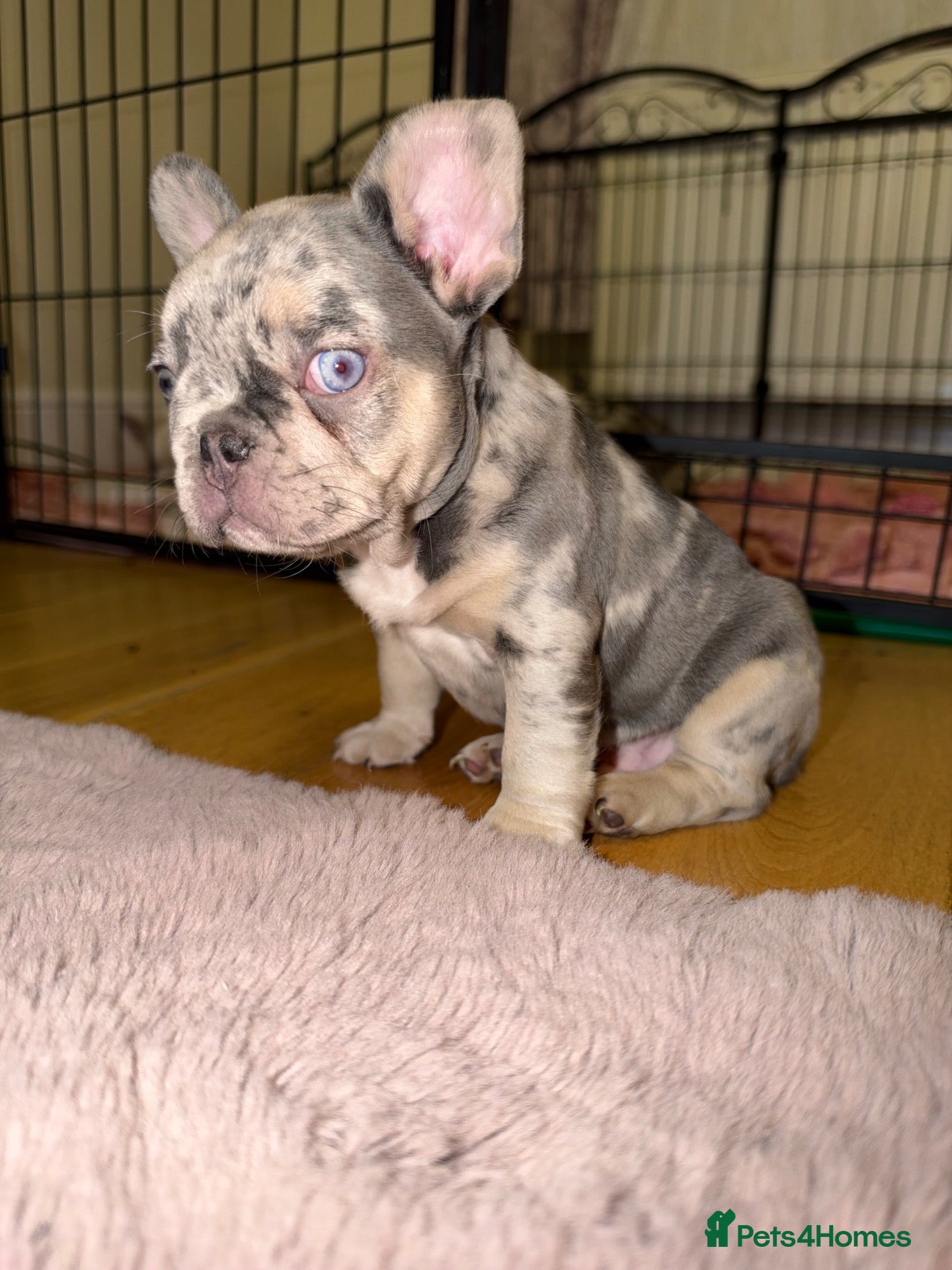 French Bulldog dogs French Bulldog Puppies – 3 Girls & 1 Boy 🐾💕 - Advert 16