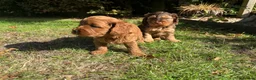 Cockapoo dogs for sale: F3 cockerpoos - Advert 4