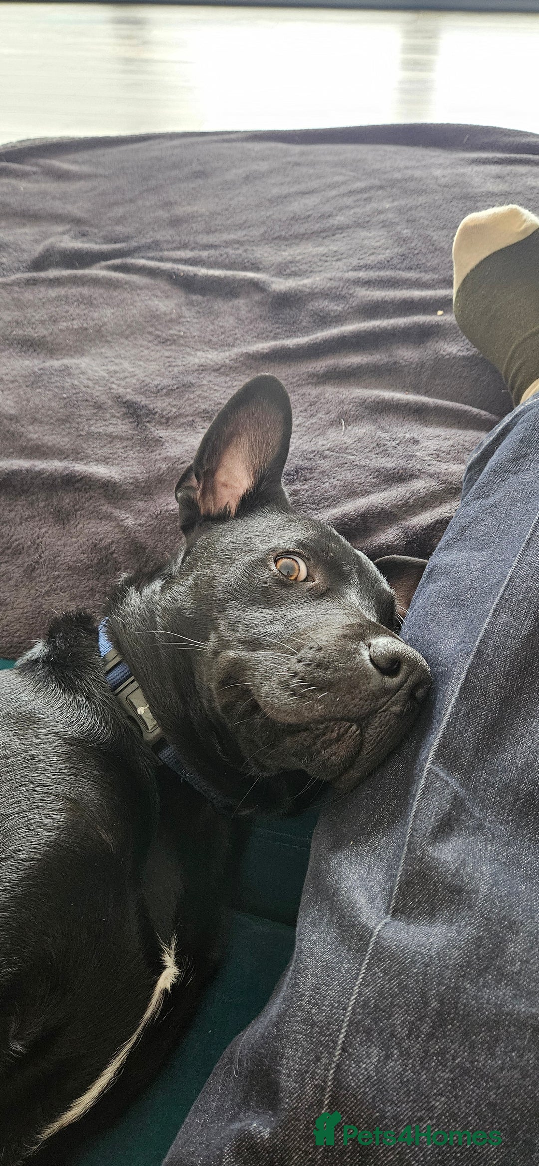 Mixed Breed dogs for sale: Lab-Staffy cross 8 months - Image 2