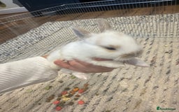 English Lop rabbits for sale: english lop beautiful  baby rabbit  - Image 5