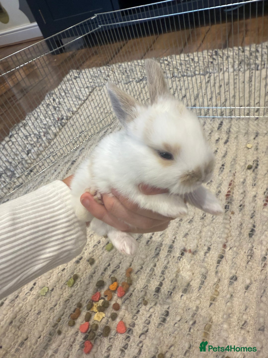 English Lop rabbits for sale: english lop beautiful  baby rabbit  - Image 5