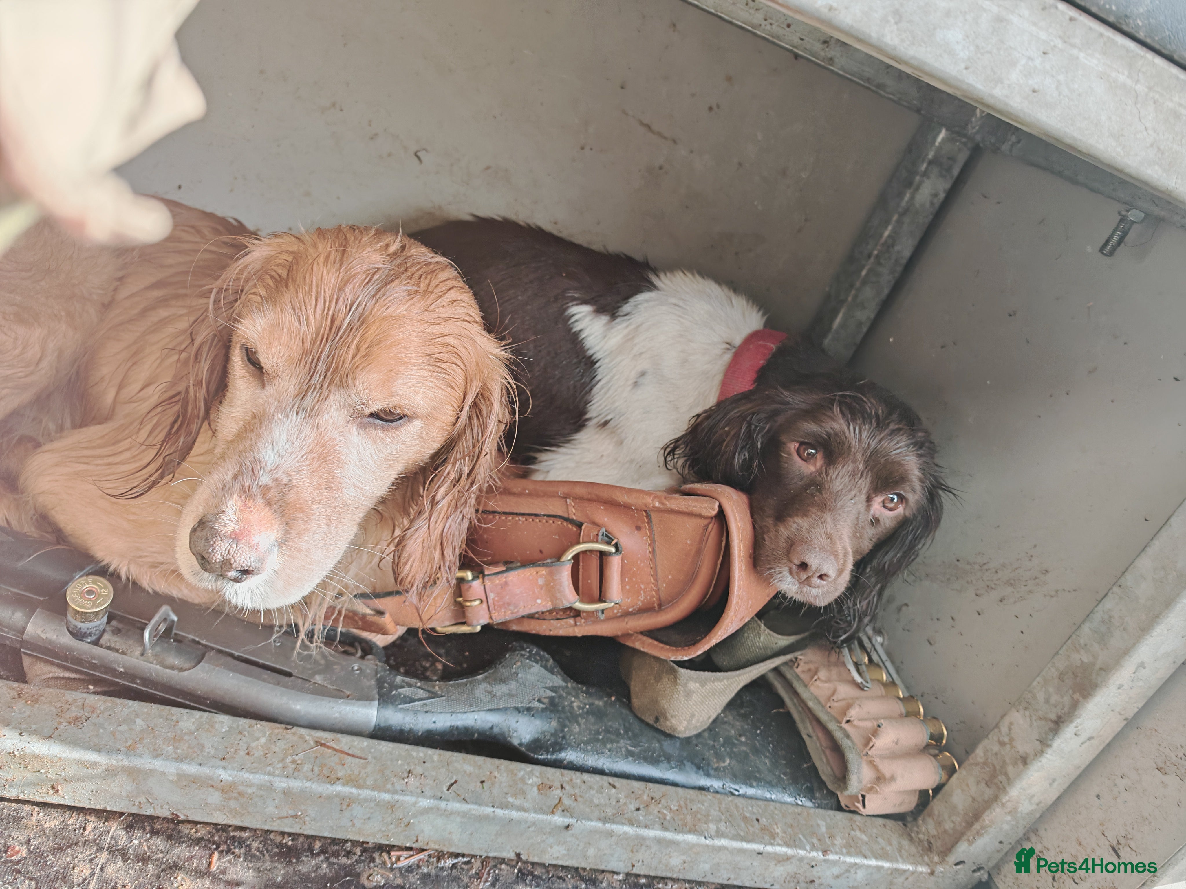 Sprocker dogs Sprockets Due This Week - Advert 1