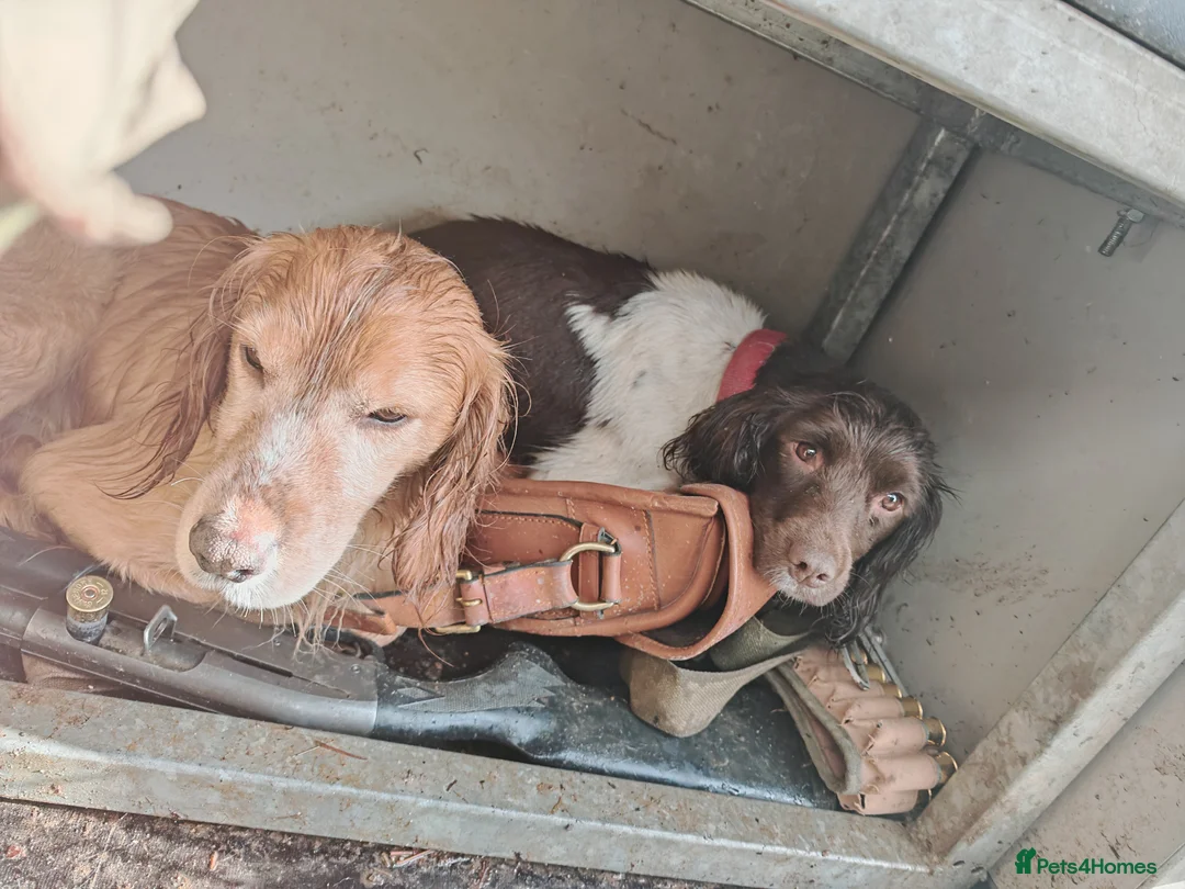 Sprocker dogs for sale: Sprockets Due This Week - Advert 1