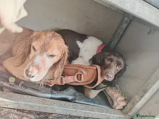 Sprocker dogs Sprockets Due This Week - Advert 1