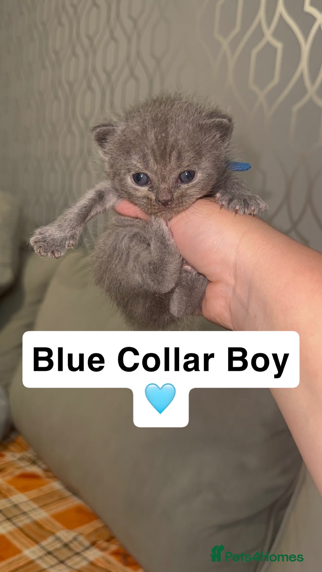 British Shorthair cats for sale: Stunning British Short Hair Kittens - Image 2