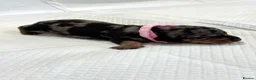 Miniature Dachshund dogs for sale: Adorable Miniature Dachshund Puppies - Advert 21