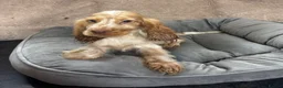 Cocker Spaniel dogs for sale: Adorable little show cocker spaniel pups  - Advert 23