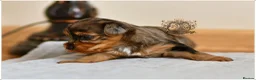 Yorkshire Terrier dogs for sale: BLUEBERRY MERLE AND BLACK & TAN BOYS DNA TESTED - Advert 6