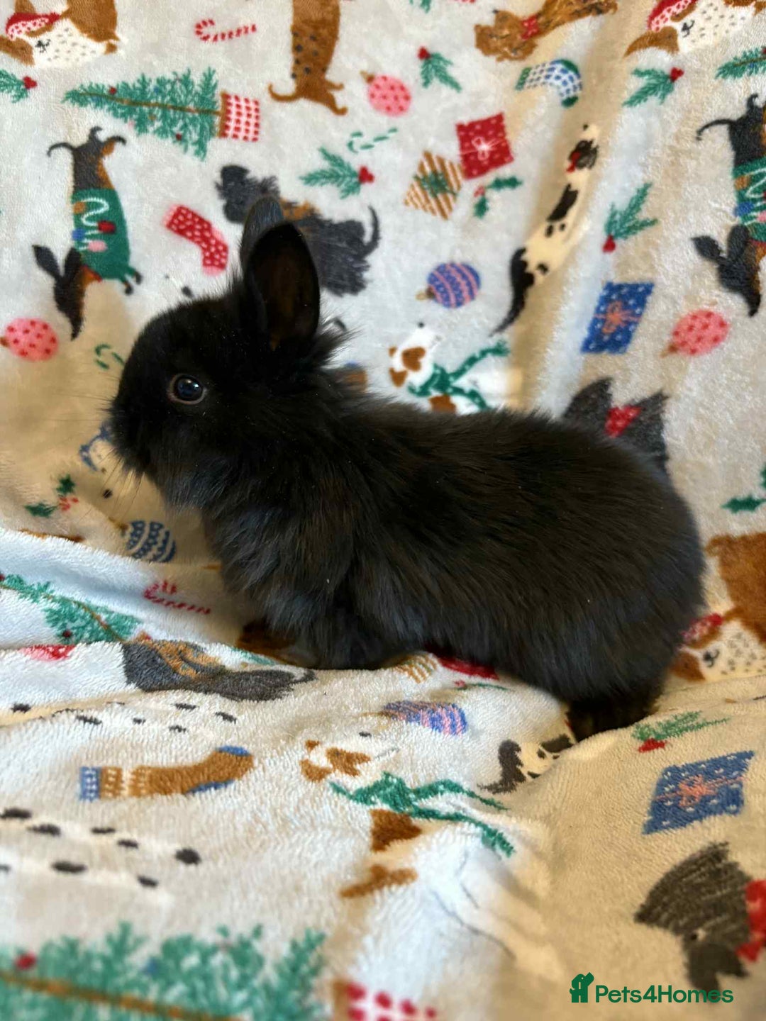 Lionhead rabbits for sale: Baby rabbits ready now  - Advert 5