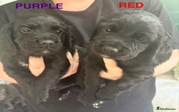 Cocker Spaniel dogs for sale: Beautiful KC Cocker Spaniel Pups - Black - Image 6