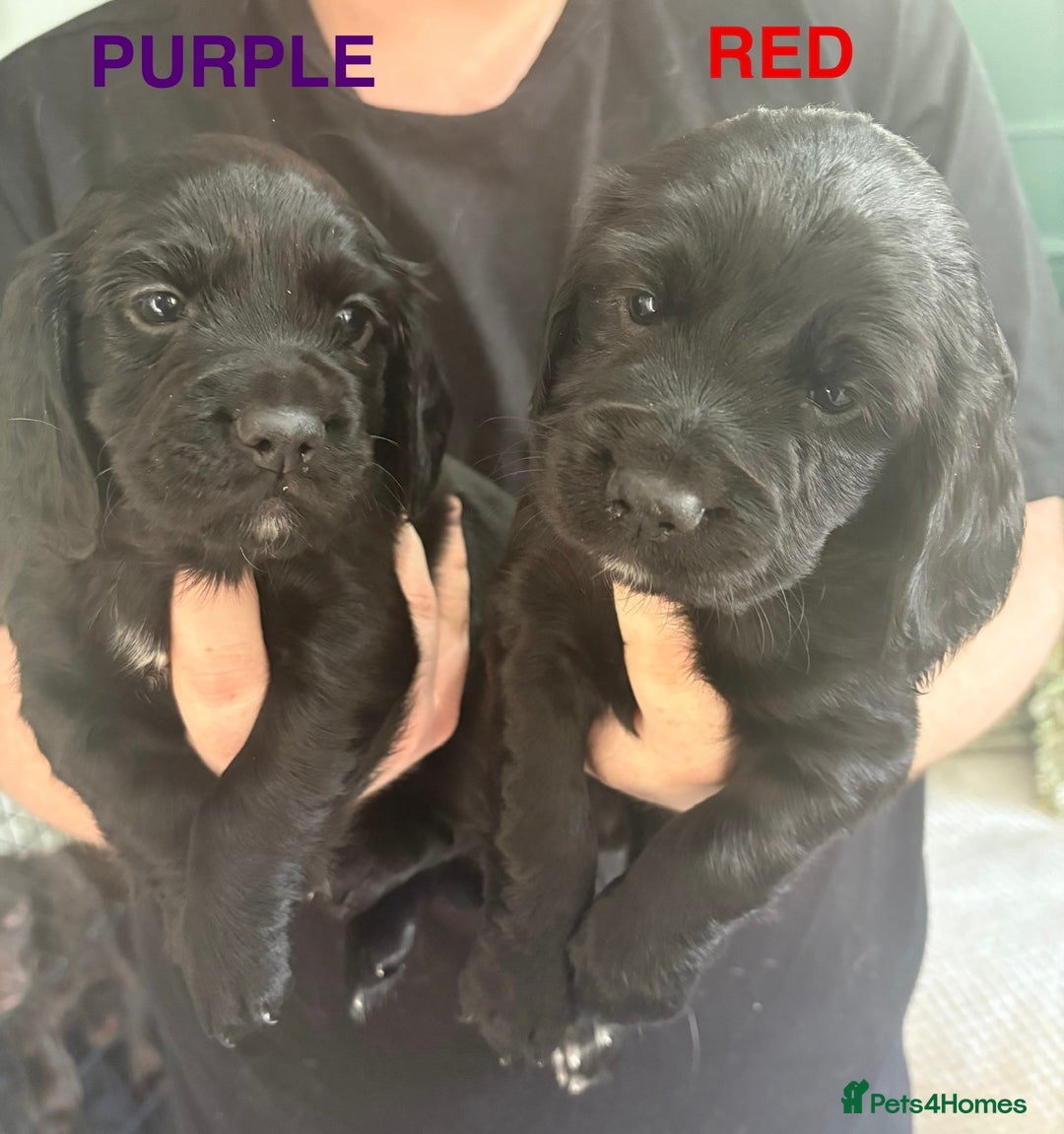 Cocker Spaniel dogs for sale: Beautiful KC Cocker Spaniel Pups - Black - Image 6
