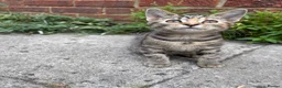 Mixed Breed cats for sale: Beautiful kittens  - Advert 5