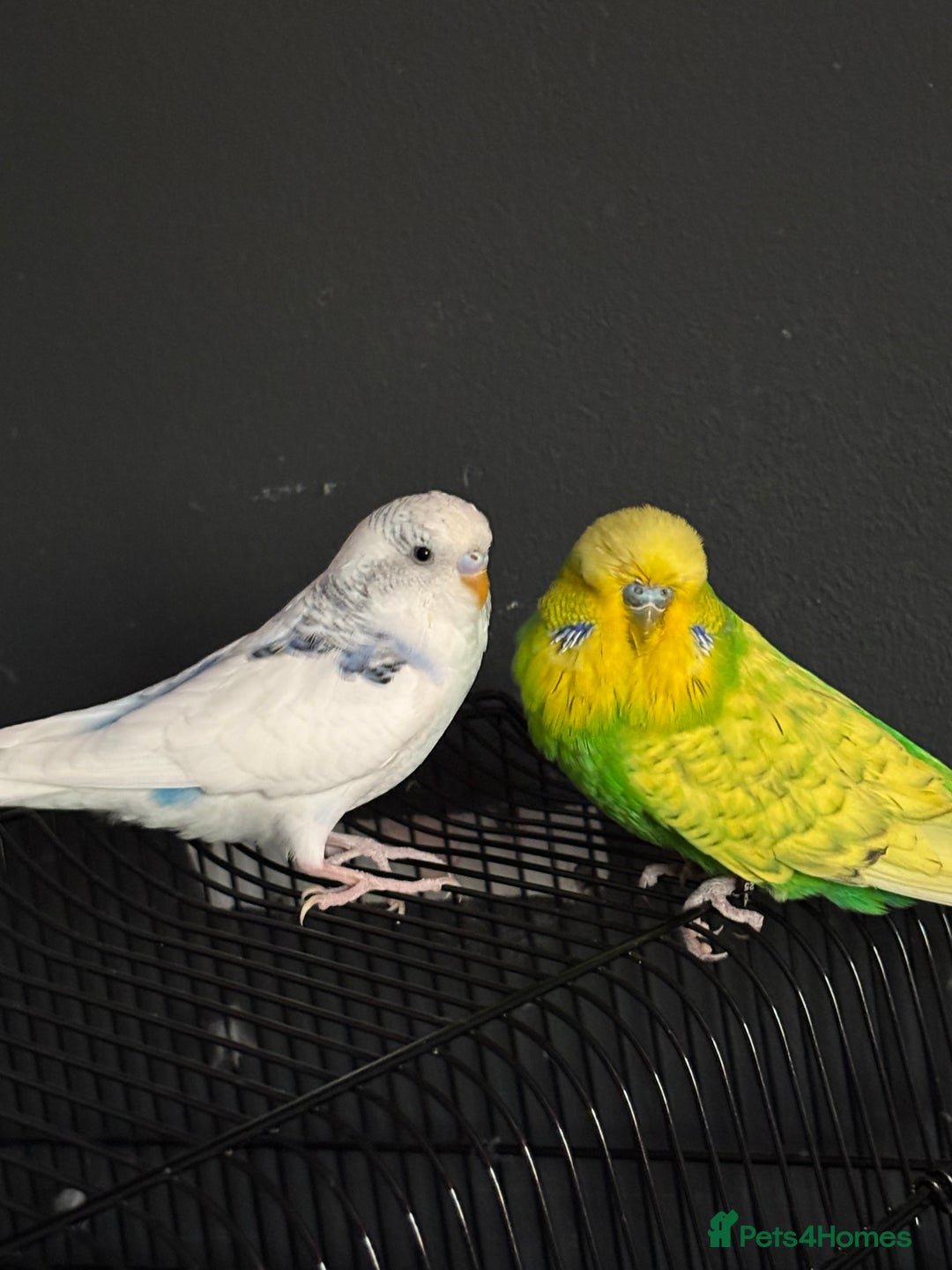 Budgerigars birds for sale: Two Male Budgies – Free (With Cages & Carrier) - Advert 5