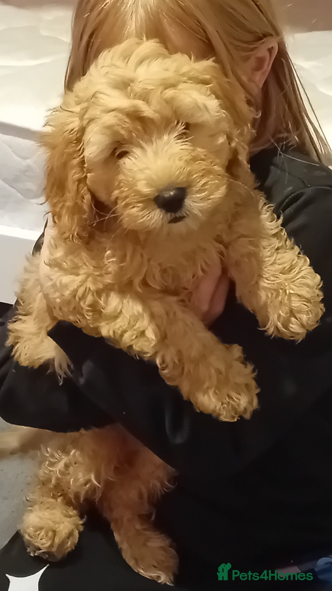 Cavapoo dogs for sale: **2 puppies left** - Image 2