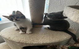 Mixed Breed cats for sale: Kittens for sale - Advert 14