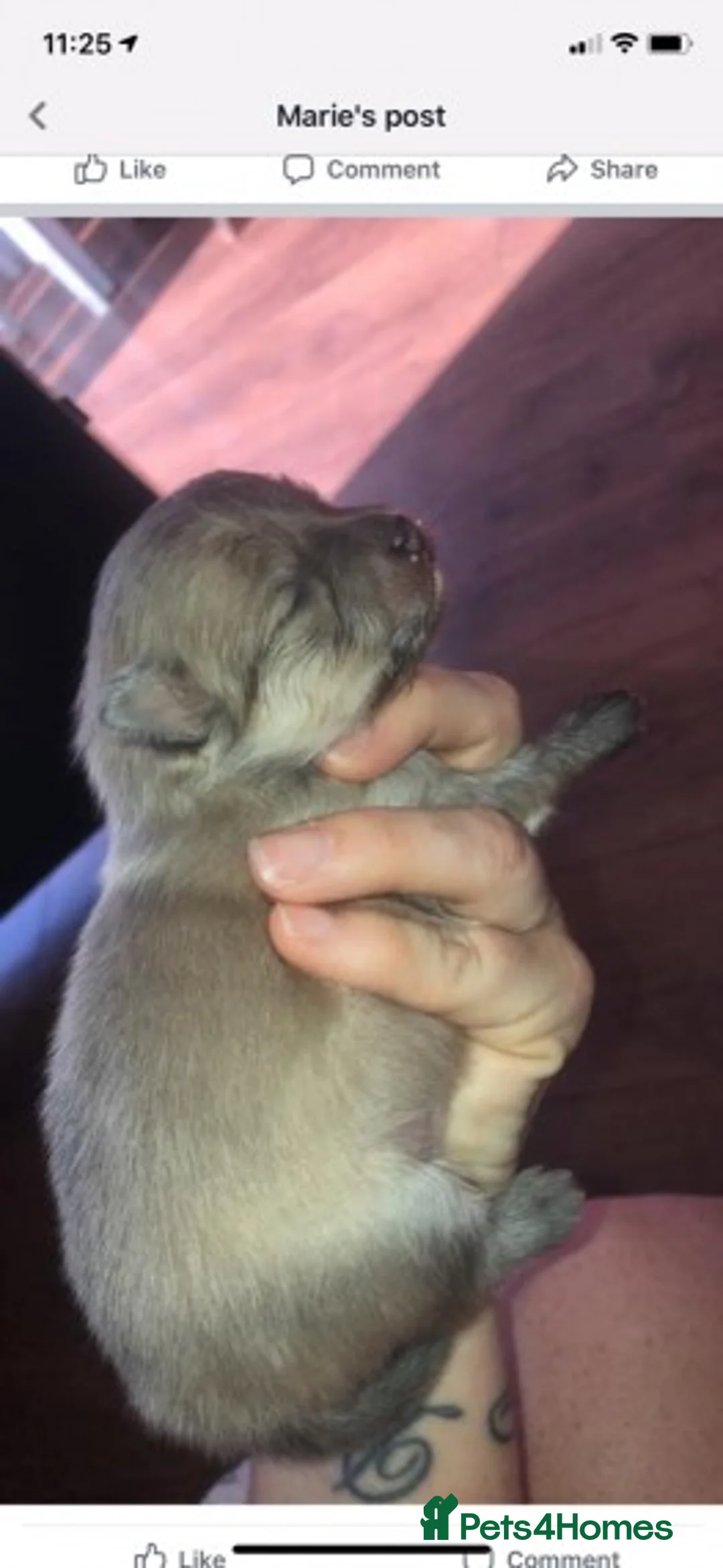 Pomeranian dogs for stud: Proven Chocolate KC in Runcorn - Advert 11