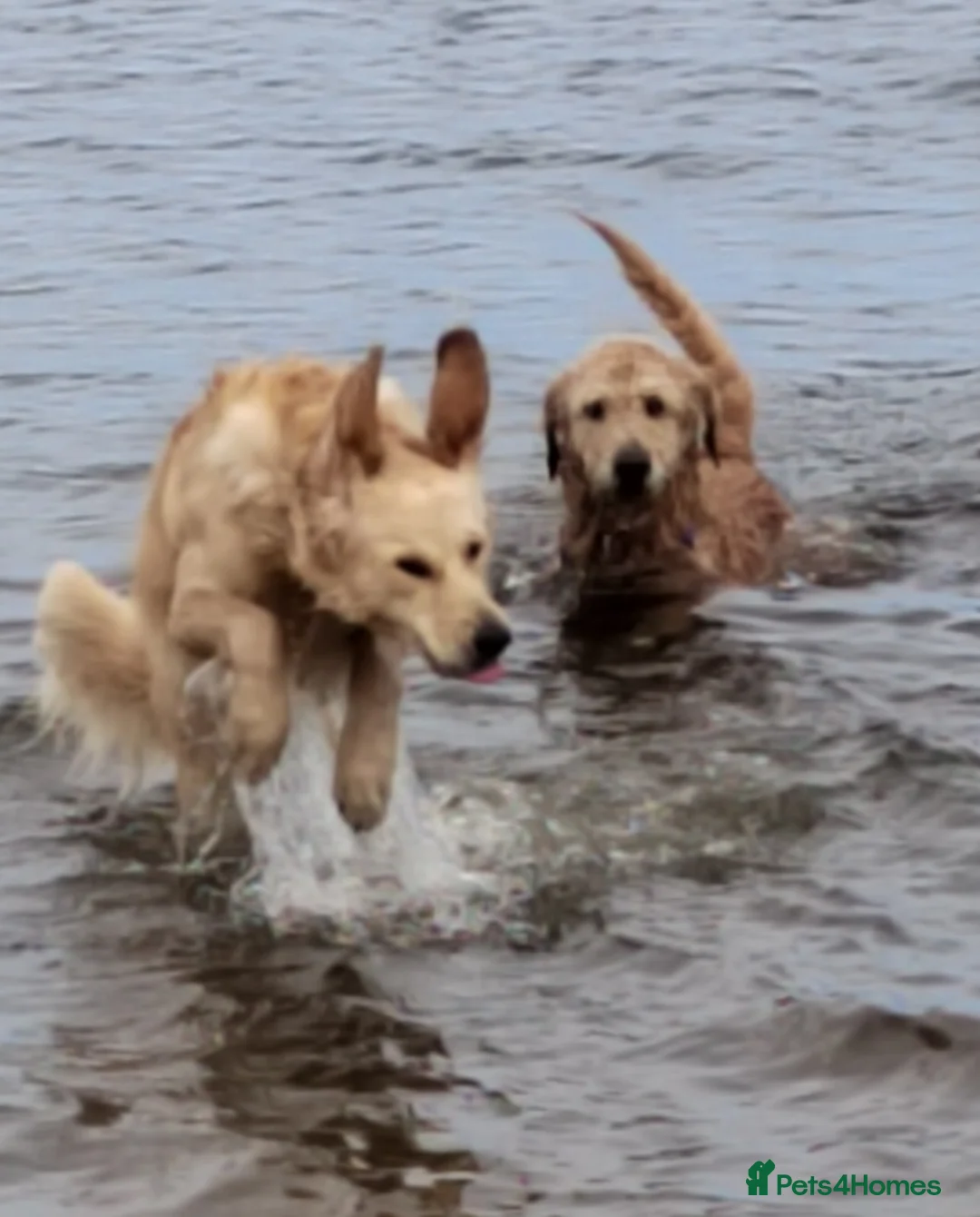 Goldendoodle dogs for stud: Mr Campbell  - Advert 6