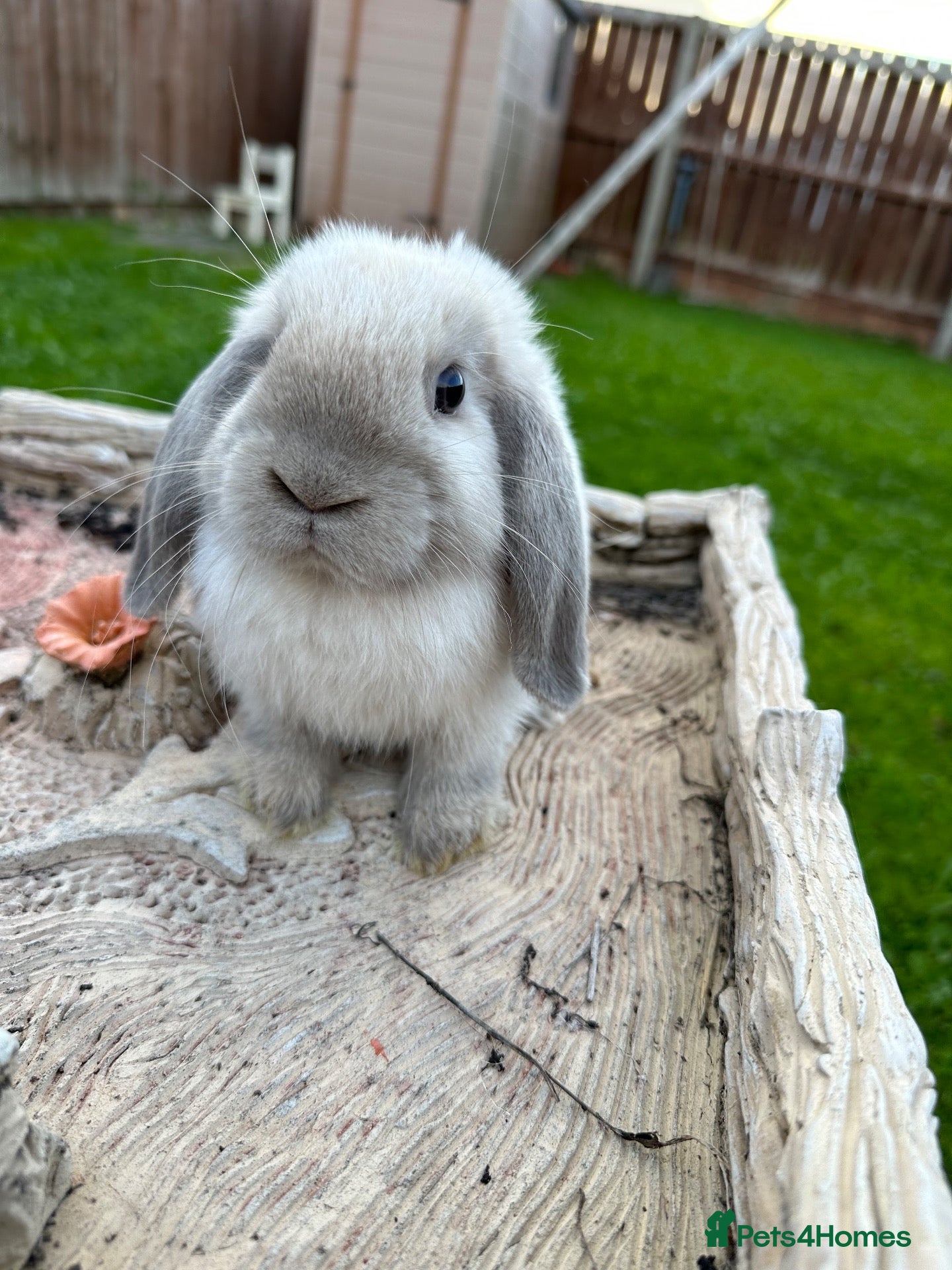 Mini Lop rabbits Mini lop bunny’s for sale update - Advert 2