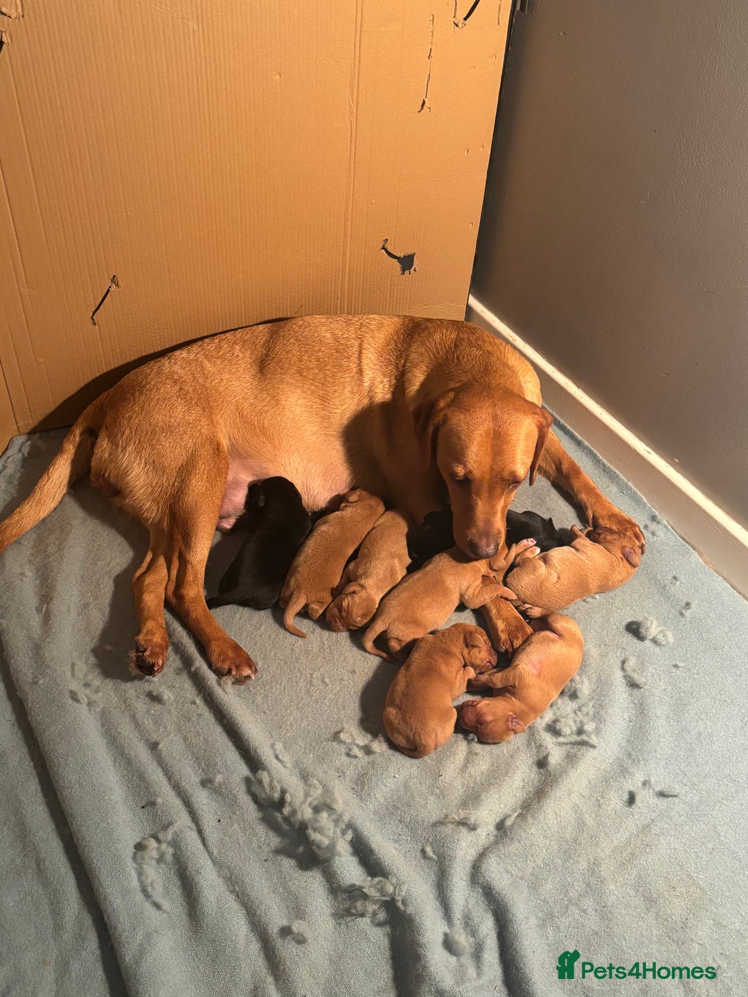 Labrador Retriever dogs for sale: Labrador  - Image 4