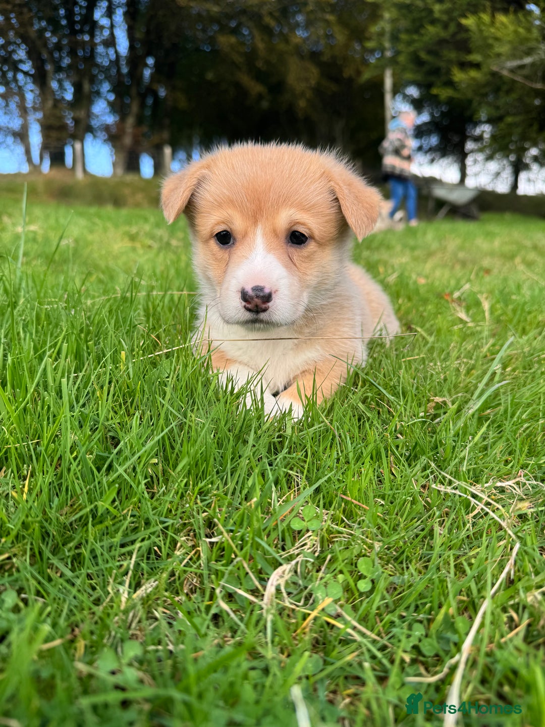 Welsh Corgi Pembroke dogs for sale: Beautiful Registered Pembroke Corgis - Image 3