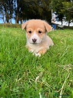 Welsh Corgi Pembroke dogs - Advert 1