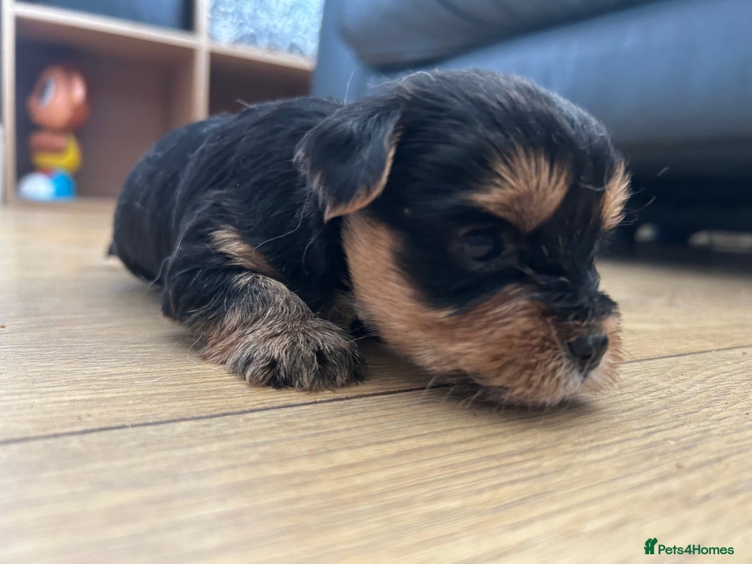 Yorkshire Terrier dogs for sale: Yorkshire terrier puppies - Image 5
