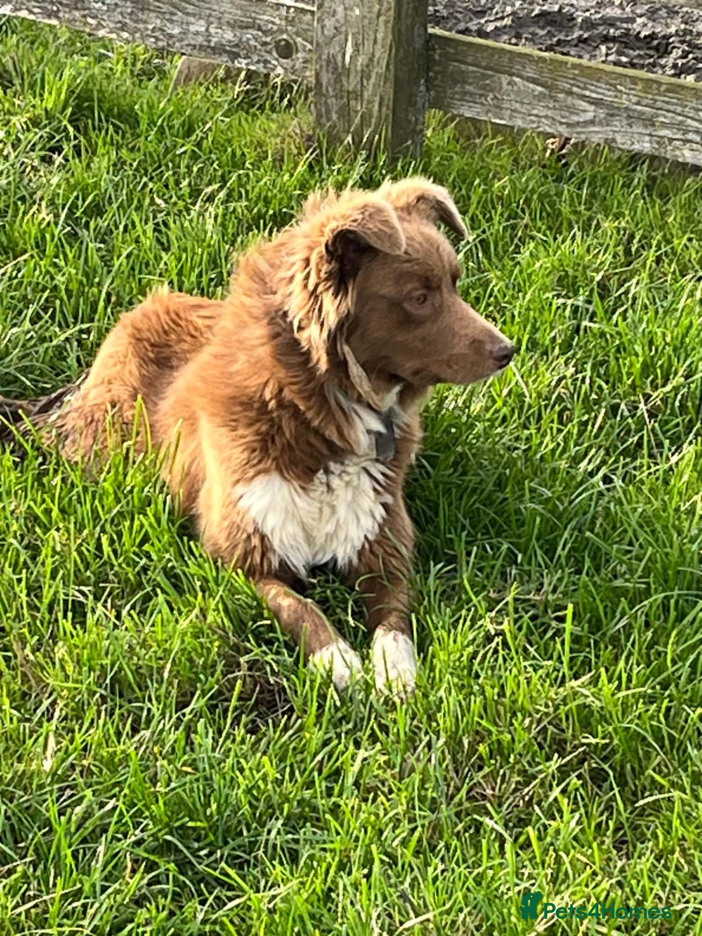 Border Collie dogs for sale: Red Border Collie - Fly - Advert 1