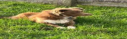 Border Collie dogs for sale: Red Border Collie - Fly - Advert 1