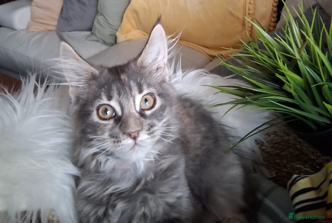 Maine Coon cats for sale: MAINE COON XL purebred registered active - Image 20