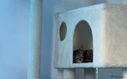 American Shorthair cats for sale: 4 month old kittens  - Image 3