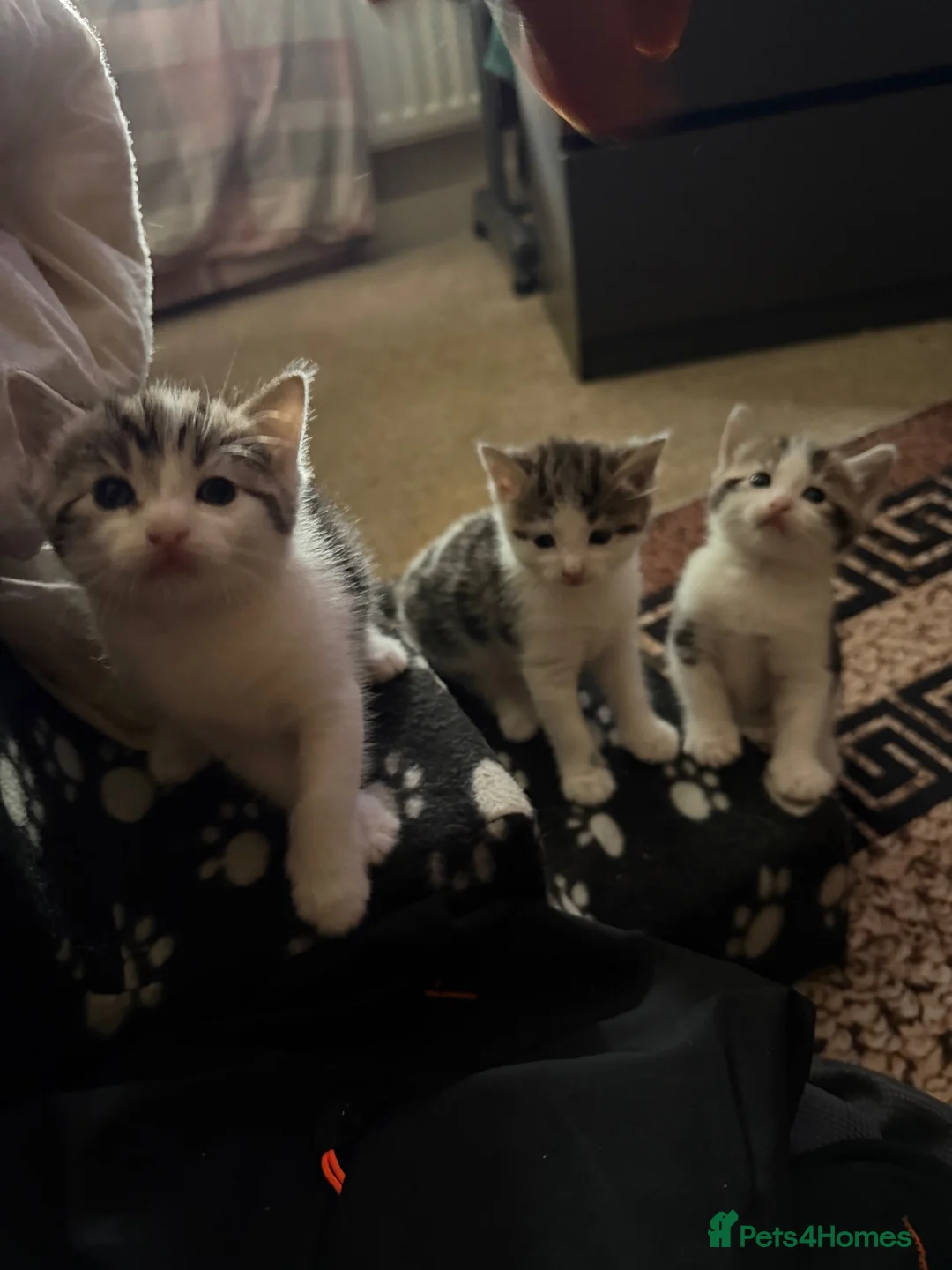 British Shorthair cats for sale: Kitten’s  in Darlington - Advert 2
